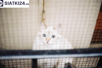 Siatki Nowy Sącz - Zabezpieczenie balkonu siatką - Kocia siatka - bezpieczny kot dla terenów Nowego Sącza